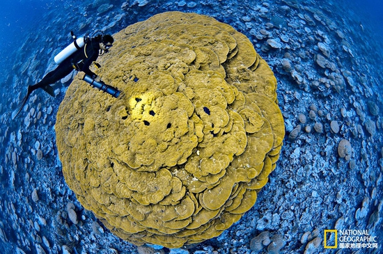 金曼礁國(guó)家紀(jì)念區(qū)，太平洋攝影：Brian Skerry，國(guó)家地理創(chuàng)意版