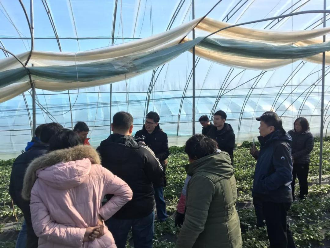 鄭州果樹所草莓專家服務(wù)團到草莓棚里指導(dǎo)莓農(nóng)