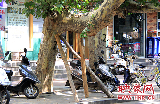 樹干用木樁支了起來 樹干用木樁支了起來