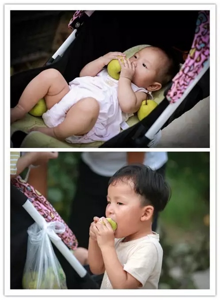 純天然無公害，新鮮采摘，直接入口！