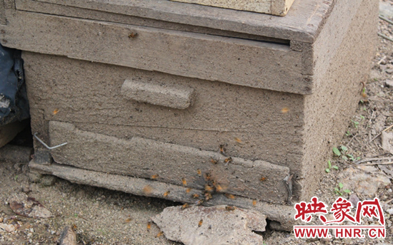 甜蜜的事業(yè)帶來煩惱 磙子營(yíng)鄉(xiāng)2000公斤蜂蜜難銷