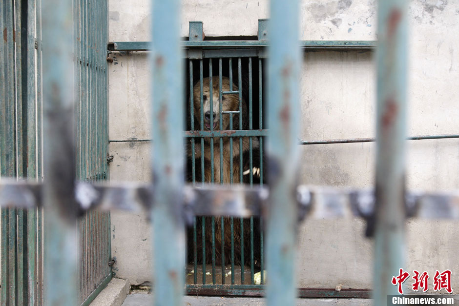 6月19日，河南鄭州，新密市動(dòng)物園咬死飼養(yǎng)員的肇事棕熊被暫押在鄭州動(dòng)物園內(nèi)，該熊“臥室”周圍被三重鋼