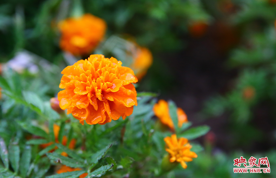一場(chǎng)秋雨洗去花朵上多日來的塵埃，嬌艷欲滴。