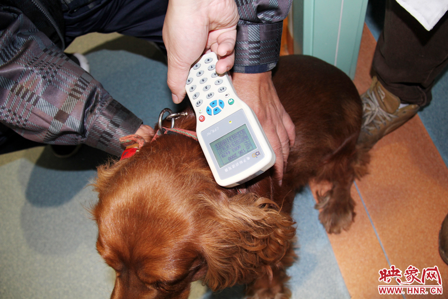 只要用儀器一掃，狗狗的信息就可以一覽無余