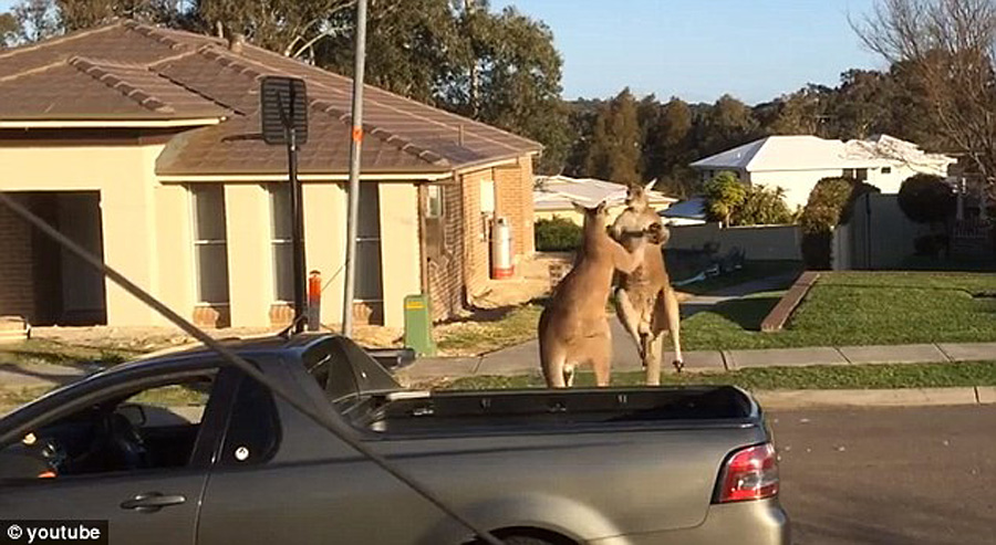澳大利亞袋鼠當(dāng)街“斗毆” 騰空躍起狂踢對(duì)方 澳大利亞袋鼠當(dāng)街“斗毆” 騰空躍起狂踢對(duì)方