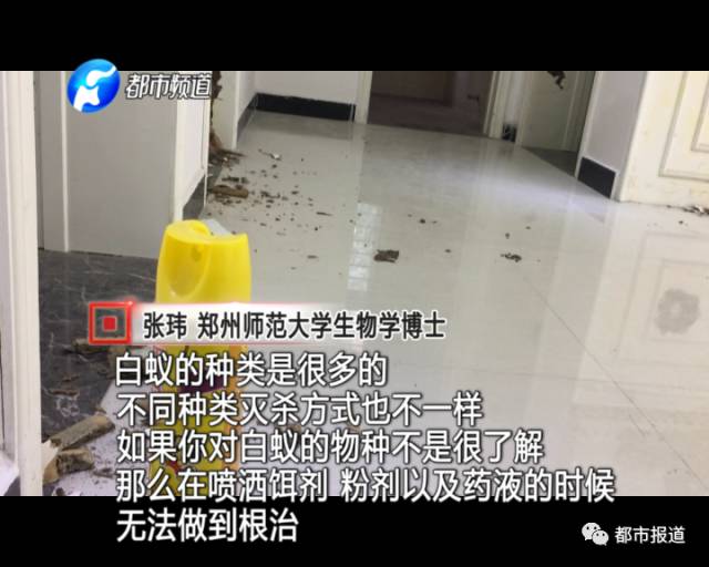 蟻族大軍入侵！十幾萬裝修的新家被“吃掉”