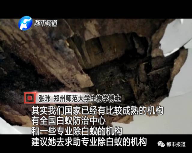 蟻族大軍入侵！十幾萬裝修的新家被“吃掉”