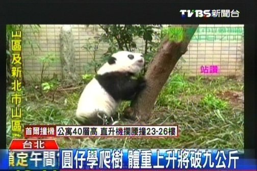大陸贈臺熊貓幼崽將逾9公斤學(xué)爬樹場面逗趣 大陸贈臺熊貓幼崽將逾9公斤學(xué)爬樹場面逗趣