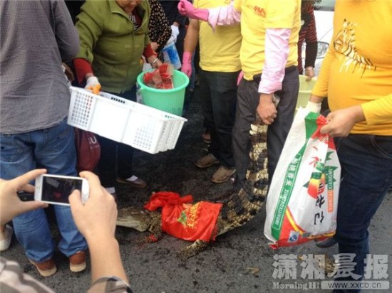 鱷魚被車主抓到。