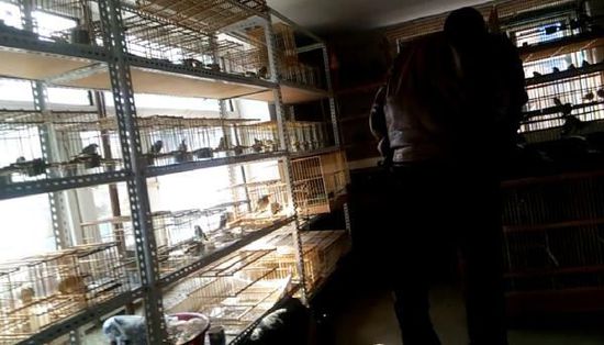 哈爾濱市雙城區(qū)集市上，一家沒有招牌的平房里擺滿了各種野鳥等待出售。