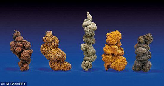 古時(shí)海龜五份糞便樣本也將拍賣(mài)。