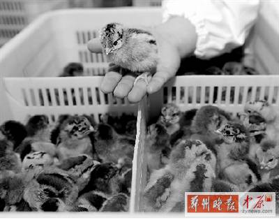 五一過(guò)后，雞苗價(jià)格逐步漲至2元