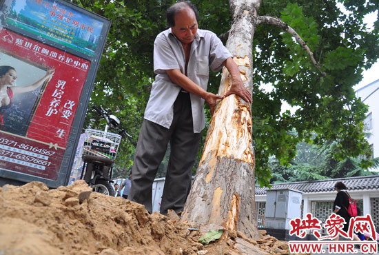 法桐受傷嚴(yán)重，樹皮上還沾著不少玻璃。