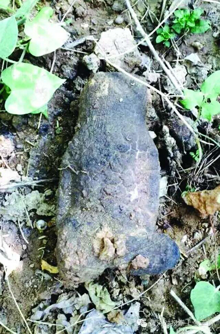 三門峽市民發(fā)現(xiàn)一公斤重野生“太歲” 三門峽市民發(fā)現(xiàn)一公斤重野生“太歲”