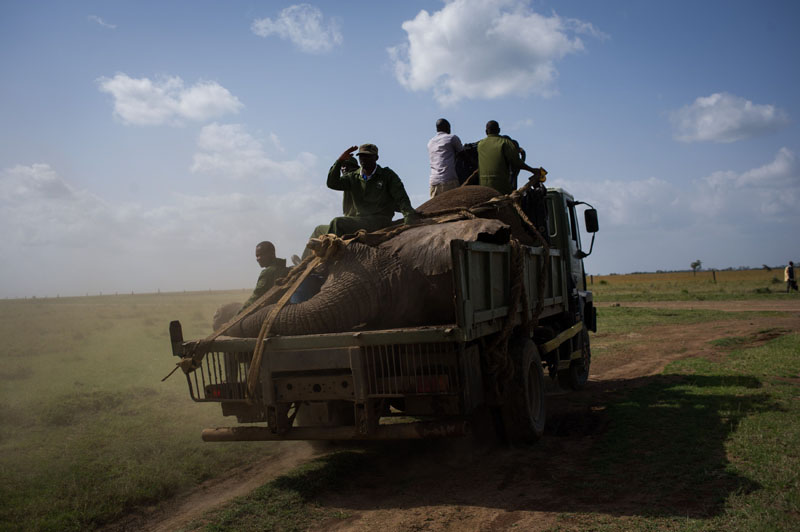 大象因破壞莊稼被強行“搬家” 大象因破壞莊稼被強行“搬家”