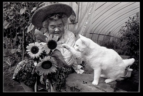 嬉戲 祖母與貓的溫情世界 嬉戲 祖母與貓的溫情世界