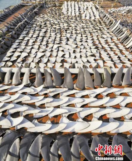 北京鮑翅行8成歇業(yè) 北京鮑翅行8成歇業(yè)