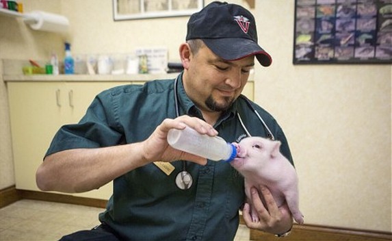 超萌無腿小豬借輪椅行走 自強(qiáng)勇敢打動網(wǎng)友 超萌無腿小豬借輪椅行走 自強(qiáng)勇敢打動網(wǎng)友