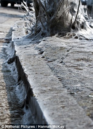 英街區(qū)遭毛蟲"入侵" 英街區(qū)遭毛蟲"入侵"