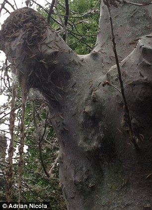 英街區(qū)遭毛蟲"入侵" 英街區(qū)遭毛蟲"入侵"