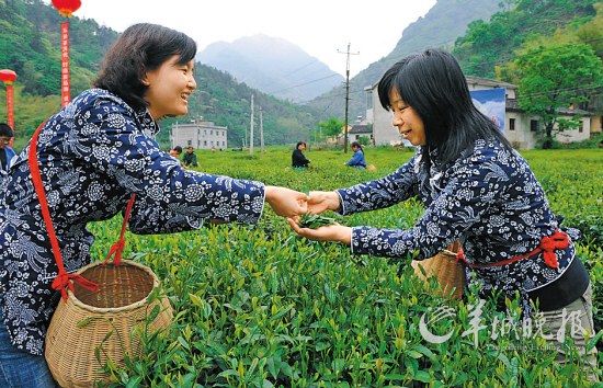 　　名茶六安瓜片原產(chǎn)地,游客身穿采茶女服裝在茶園體驗(yàn)采摘新茶的樂趣。