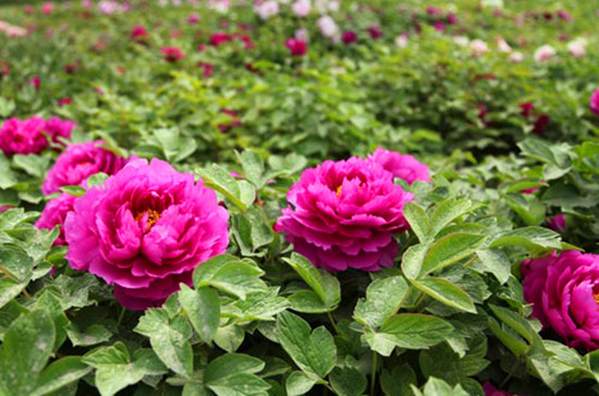 鄭州植物園內(nèi)萬(wàn)紫千紅 牡丹芍藥花爭(zhēng)奇斗艷 鄭州植物園內(nèi)萬(wàn)紫千紅 牡丹芍藥花爭(zhēng)奇斗艷