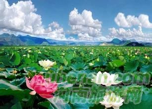 爸爸去哪兒？親密接觸荷花仙子