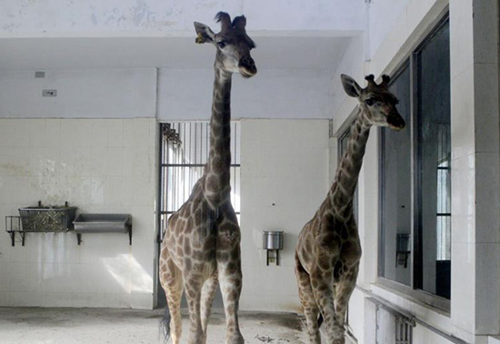 河南首次引進(jìn)的非洲長(zhǎng)頸鹿落戶鄭州