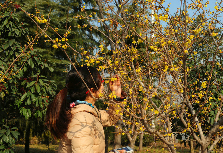 綠博園臘梅盛開(kāi)香滿園 俏立枝頭待客來(lái)