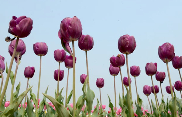 嵖岈山數百畝郁金香迎風綻放 醉了賞花人 嵖岈山數百畝郁金香迎風綻放 醉了賞花人