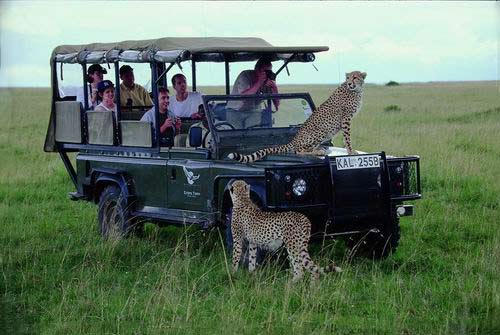 “狩獵”肯尼亞感受“危機四伏” “狩獵”肯尼亞感受“危機四伏”
