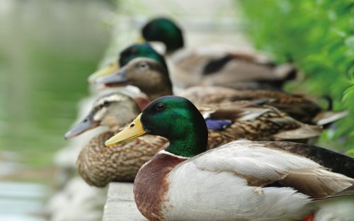 冬游臺(tái)灣 關(guān)渡賞鳥趣樂(lè)繽紛 冬游臺(tái)灣 關(guān)渡賞鳥趣樂(lè)繽紛