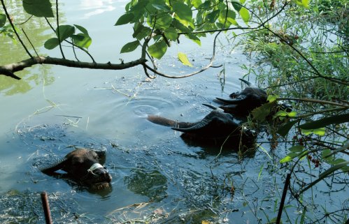 關(guān)渡賞鳥趣樂(lè)繽紛 關(guān)渡賞鳥趣樂(lè)繽紛