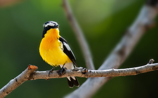 關(guān)渡賞鳥趣樂(lè)繽紛 關(guān)渡賞鳥趣樂(lè)繽紛