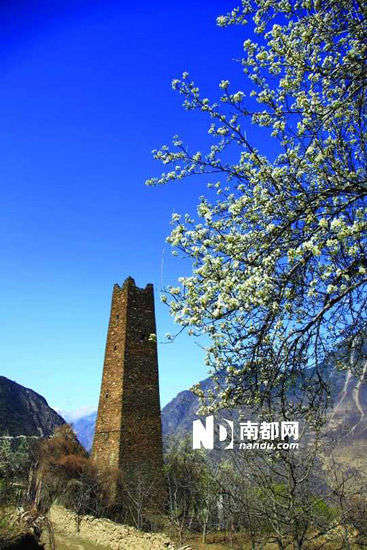 　　丹巴的碉樓與梨花互相輝映。