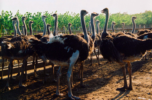 鴕鳥園精彩活動(dòng)邀您來參加 鴕鳥園精彩活動(dòng)邀您來參加