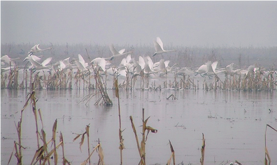 冬季正是觀鳥時 省內(nèi)觀鳥地盤點 冬季正是觀鳥時 省內(nèi)觀鳥地盤點