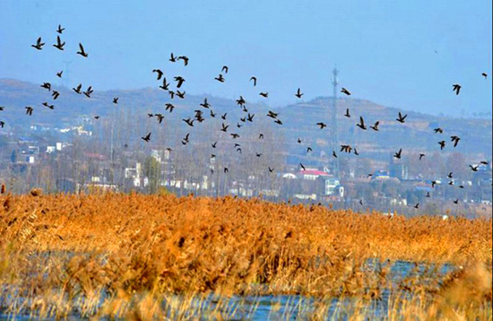 冬季觀鳥正當(dāng)時:捕捉美麗 拍攝優(yōu)雅 冬季觀鳥正當(dāng)時:捕捉美麗 拍攝優(yōu)雅