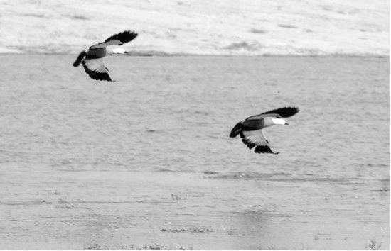 冬季正是觀鳥時 省內(nèi)觀鳥地盤點 冬季正是觀鳥時 省內(nèi)觀鳥地盤點