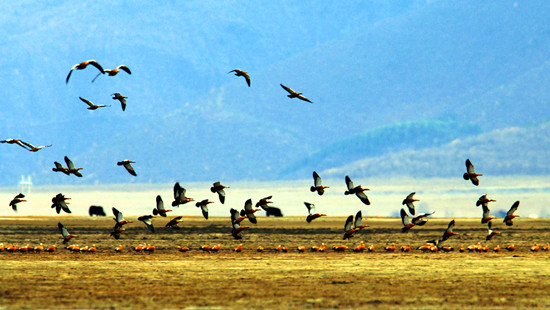 冬季觀鳥正當(dāng)時:捕捉美麗 拍攝優(yōu)雅 冬季觀鳥正當(dāng)時:捕捉美麗 拍攝優(yōu)雅