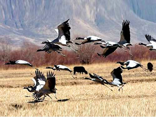 冬季觀鳥正當(dāng)時:捕捉美麗 拍攝優(yōu)雅 冬季觀鳥正當(dāng)時:捕捉美麗 拍攝優(yōu)雅