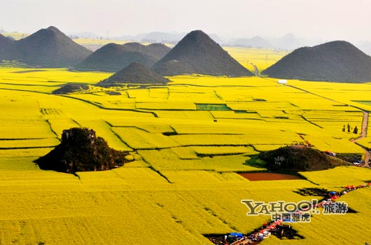 　　說(shuō)到羅平, 無(wú)人不知,只因那有全國(guó)面積最大的油菜花田。(圖片來(lái)源:CFP)