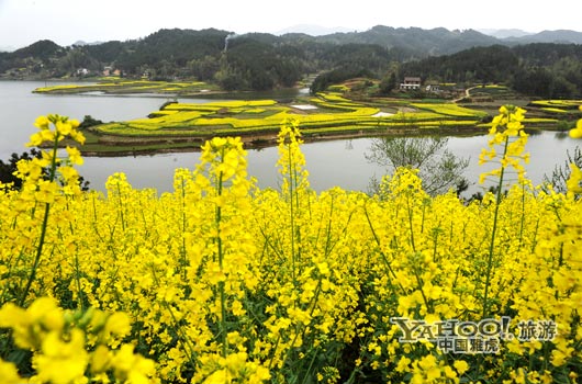 　　成片的油菜花同時(shí)開(kāi)放,置身于其中,會(huì)感受到色彩給人的震撼和陶醉。(圖片來(lái)源:CFP)