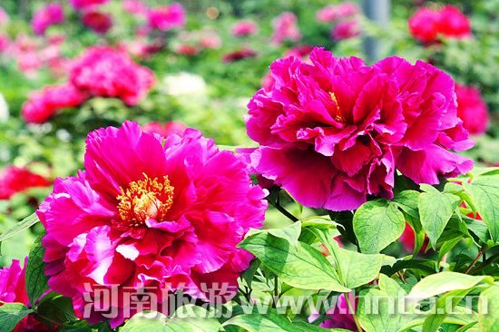 洛陽(yáng)牡丹文化節(jié)旅游全攻略 洛陽(yáng)牡丹文化節(jié)旅游全攻略