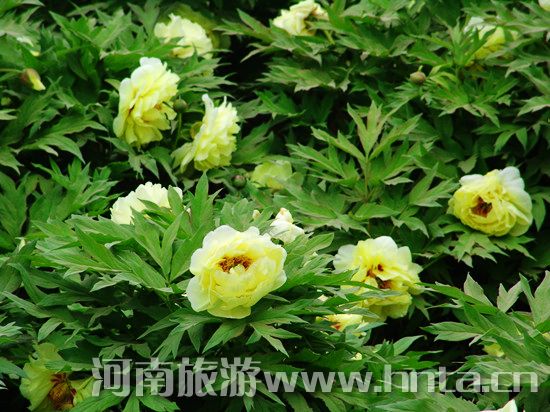 洛陽(yáng)牡丹文化節(jié)旅游全攻略 洛陽(yáng)牡丹文化節(jié)旅游全攻略