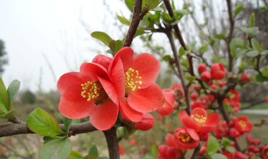 5園賞花指南-百花齊放的春天 5園賞花指南-百花齊放的春天