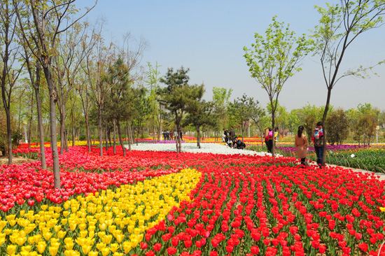 鄭州綠博園郁金香進(jìn)入最佳觀賞期 鄭州綠博園郁金香進(jìn)入最佳觀賞期