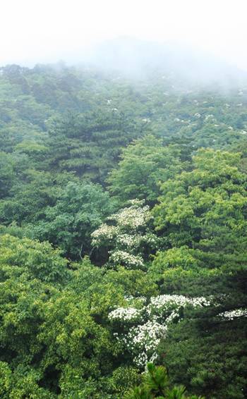 四照花開滿樹,賞花正當(dāng)時
