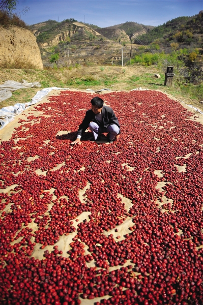 黃老漢家窯洞頂上鋪著一層紅棗,這也是他做黃饃饃的餡料。