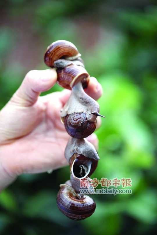 廣西的野生蝸牛追求原汁原味，做法也非常精簡(jiǎn)。